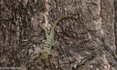Anolis roquet salinei