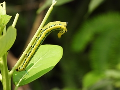 Macroglossum passalus