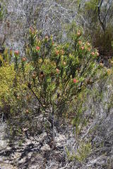 Leucadendron modestum