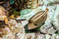 Orangespotted Filefish photo 5