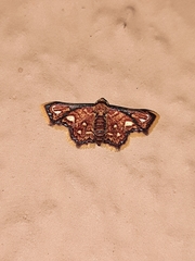 Enispa rosellus