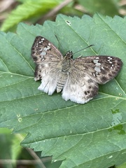Eagris denuba