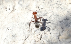 Myrmecocystus melliger
