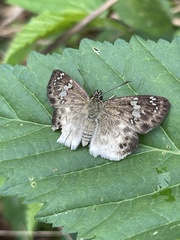 Eagris denuba