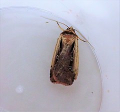 Ochropleura implecta