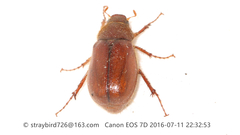 Brahmina faldermanni