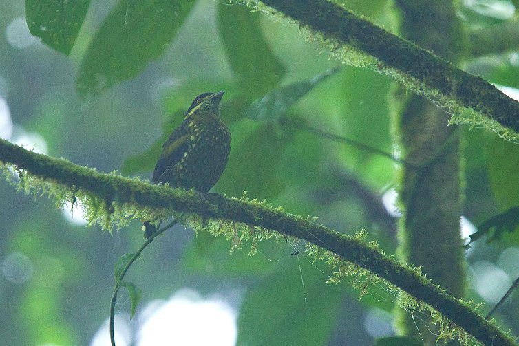 Ampelioides