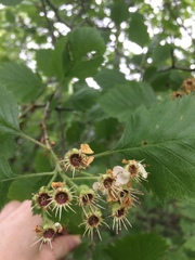 Crataegus canadensis