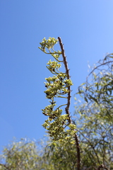 Alluaudia humbertii
