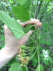 Crataegus canadensis