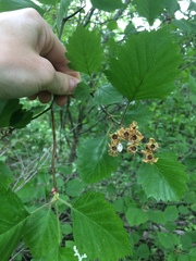 Crataegus canadensis