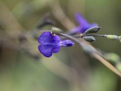 Salvia chamaedryoides