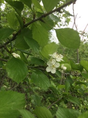 Crataegus suborbiculata