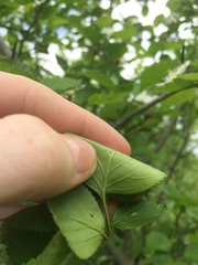 Crataegus suborbiculata