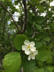 Crataegus suborbiculata