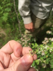 Crataegus suborbiculata