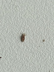 Pediculus humanus capitis