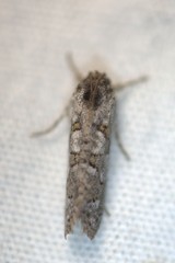 Acrolophus forbesi