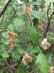 Crataegus canadensis