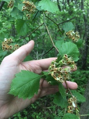 Crataegus canadensis