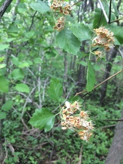 Crataegus canadensis