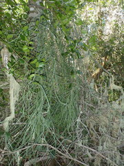 Cynanchum viminale viminale