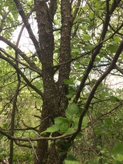 Crataegus canadensis