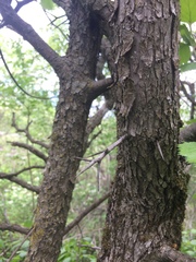 Crataegus canadensis