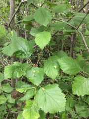 Crataegus canadensis