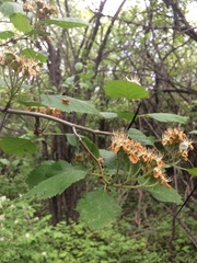Crataegus canadensis