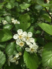 Crataegus suborbiculata