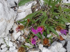 Centaurea rhaetica