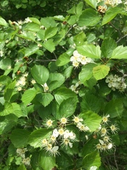 Crataegus suborbiculata