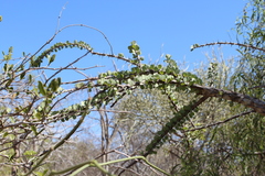 Alluaudia humbertii