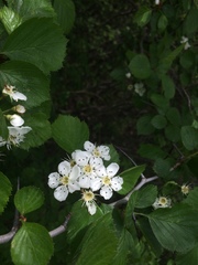 Crataegus suborbiculata