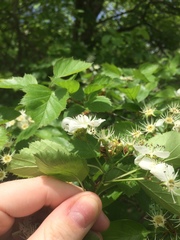 Crataegus suborbiculata