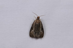 Olethreutes quadrifidum