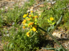 Senecio aronicoides