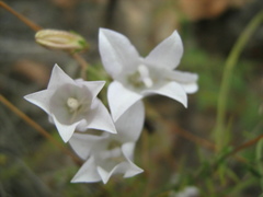 Prismatocarpus brevilobus