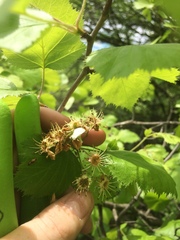 Crataegus coccinioides