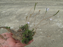 Prismatocarpus brevilobus