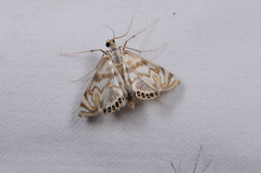 Neocataclysta magnificalis