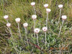 Helichrysum ecklonis