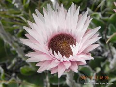 Helichrysum ecklonis