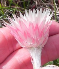 Helichrysum ecklonis