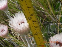 Helichrysum ecklonis