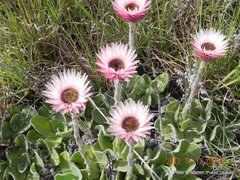 Helichrysum ecklonis