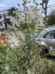 Cirsium vulgare
