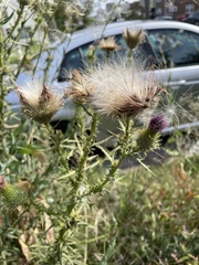 Cirsium vulgare