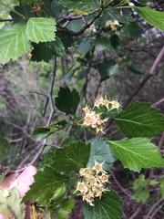Crataegus chrysocarpa phoeniceoides